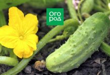 Какие огурцы не боятся мучнистой росы – сорта и гибриды, устойчивые к болезни