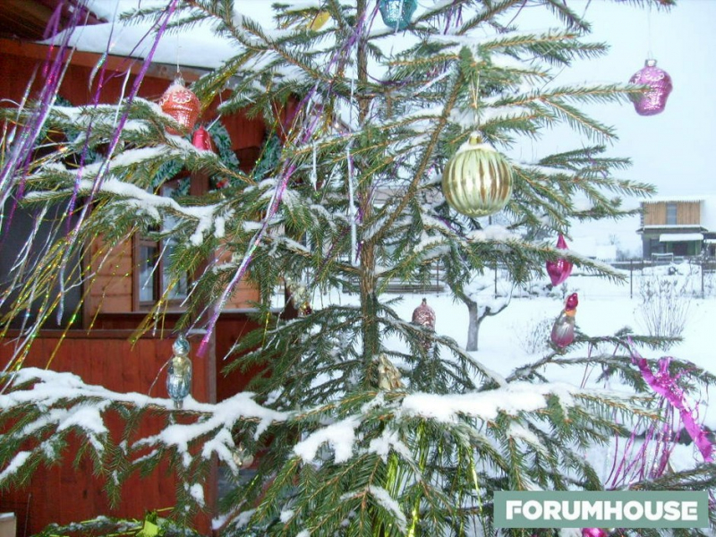 Каникулы не в Простоквашино. Как проводят Новогодние праздники участники FORUMHOUSE