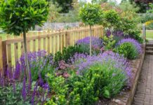 Клумба в оттенках 2022: 10 растений с фиолетовыми цветами