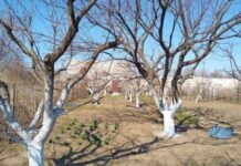 Когда обновлять побелку на деревьях