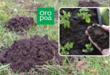 Кротовая земля: можно ли брать ее для рассады?