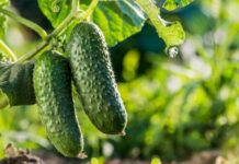 Лучшие сорта и гибриды огурцов для открытого грунта