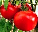 Лучшие сорта и гибриды помидоров для засолки и консервирования: ТОП-36 