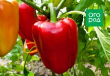 Лучшие сорта и гибриды сладкого перца для средней полосы России