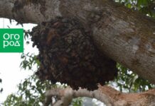 Наплыв на дереве – что это такое и насколько опасно