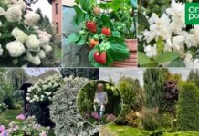 Ничего лишнего, или Сад в английском стиле своими руками