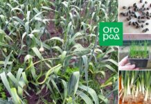 Посадка и выращивание лука-порея в открытом грунте