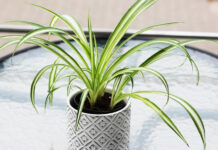 Пушистый цветок хлорофитум: все об уходе за растением