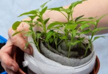 Рассада в улитках и пеленках – экономия места и грунта