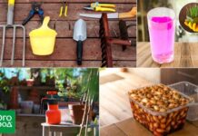 Раствор марганцовки: как применять в саду и огороде и чем заменить