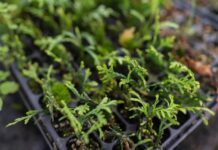 Размножение хвойных черенками зимой – самый легкий способ получения саженцев