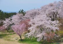 «Сакура» в средней полосе: сорта и виды, которые перезимуют