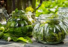 Самые лучшие засолочные сорта и гибриды огурцов