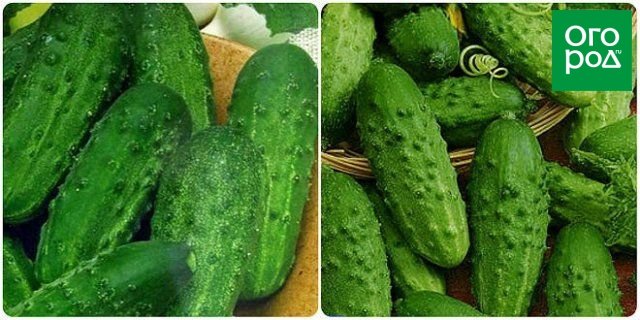 Самые лучшие засолочные сорта и гибриды огурцов 