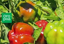 Самые ранние и скороспелые сорта сладкого перца