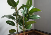 Самый инстаграмный цветок: как вырастить фикус каучуконосный дома и правильно ухаживать за ним