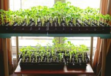 Стеллаж для рассады: зачем нужен и как сделать своими руками