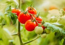 Томаты без пасынкования – лучшие низкорослые сорта и гибриды, не требующие формировки