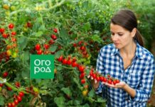 Томаты черри: лучшие сорта и гибриды для теплиц и открытого грунта