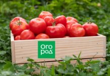 Томаты для хранения – 11 самых лежких сортов и гибридов