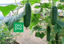 ТОП-14 гибридов огурцов для выращивания в теплице