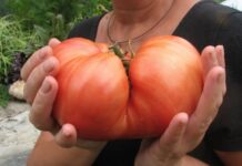 ТОП-18 самых крупных сортов томатов от читателей Огород.ru