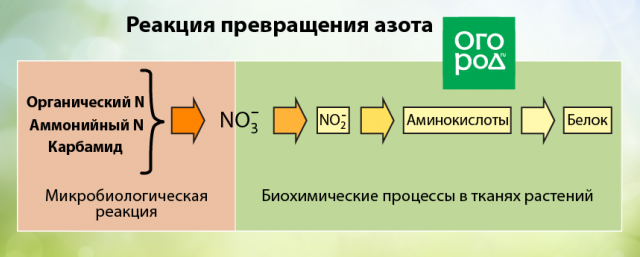 ТОП-18 самых крупных сортов томатов от читателей Огород.ru 