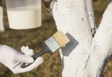 Три дела, которые надо успеть в саду до конца зимы