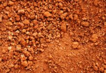 Убийцы рассады – 9 компонентов, которые ни в коем случае нельзя добавлять в грунт