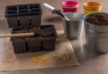 В чем выращивать рассаду – выбираем правильную емкость