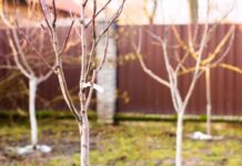 Весенний уход за яблоней: 7 важных дел для начала сезона