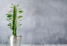 Выращиваем комнатный молочай: правила содержания и ухода за экзотом