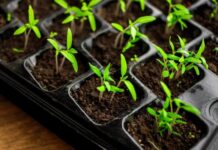 Взойдет все! Как добиться стопроцентной всхожести семян – раскрываем секреты опытных дачников