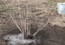 Зачем поливать смородину кипятком