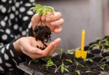 Живой грунт, в котором рассада не заболеет, – выбираем с умом