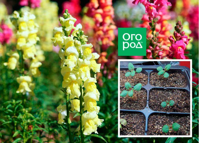 10 эффектных однолетников, которые нужно посеять на рассаду в марте 