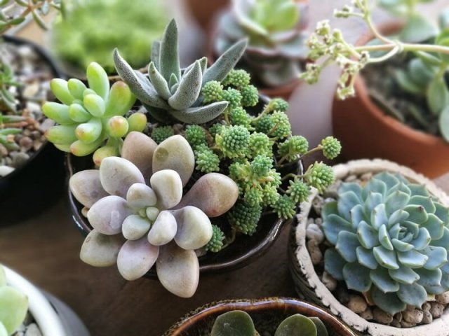 10 комнатных растений для маленькой квартиры 