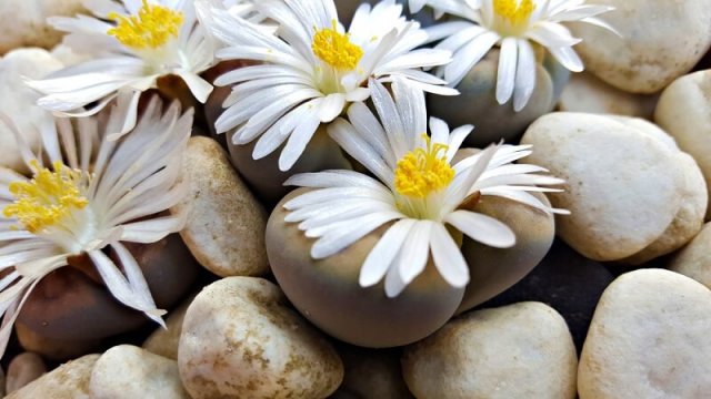 10 комнатных растений для маленькой квартиры 