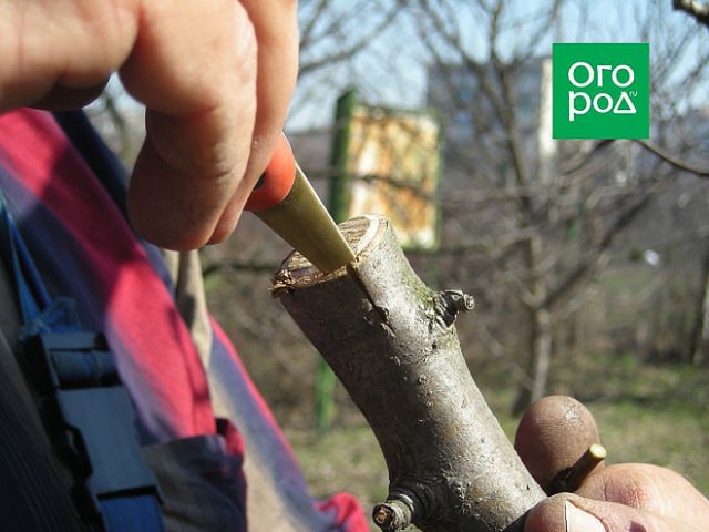 5 главных правил ухода за грушей весной 