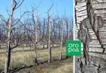 5 главных правил ухода за грушей весной