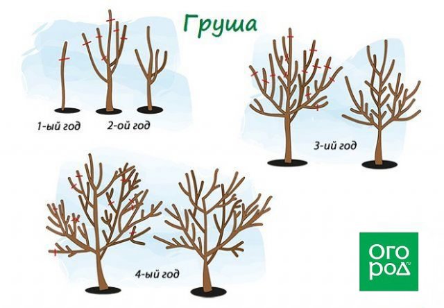 5 главных правил ухода за грушей весной 