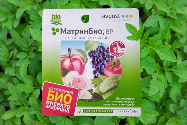 5 главных вредителей в теплице и способы от них избавиться 