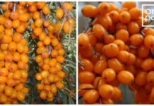 6 урожайных сортов облепихи без колючек