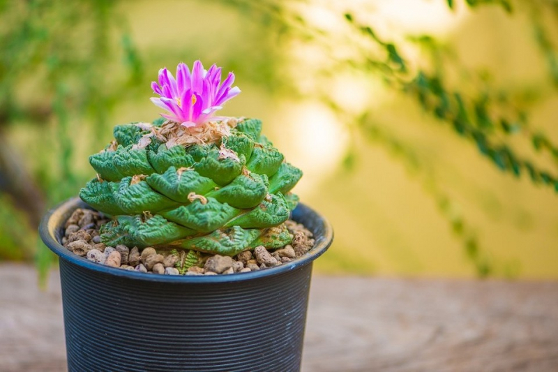 7 красивых разновидностей кактусов, которые не потребуют сложного ухода