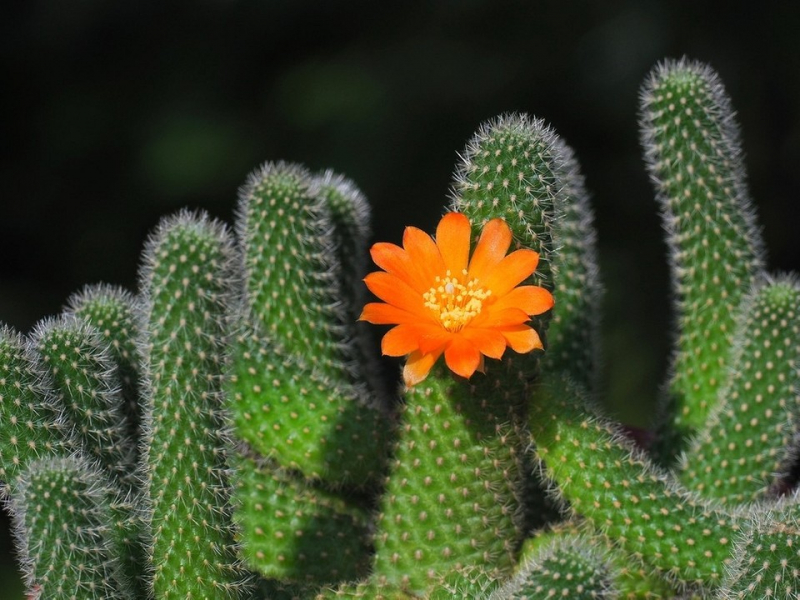 7 красивых разновидностей кактусов, которые не потребуют сложного ухода