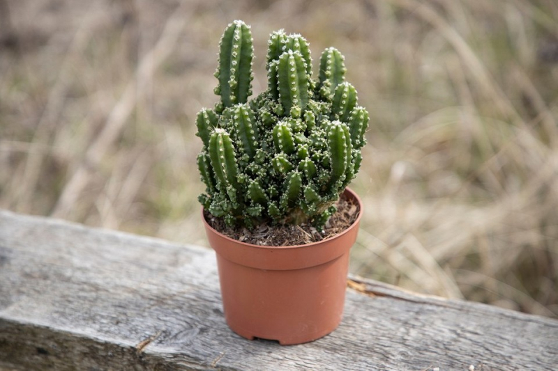7 красивых разновидностей кактусов, которые не потребуют сложного ухода