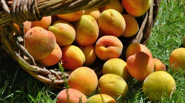 9 диковинных плодовых деревьев и кустарников для вашего сада 