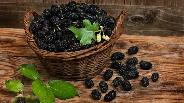 9 диковинных плодовых деревьев и кустарников для вашего сада 