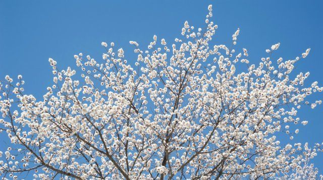 9 диковинных плодовых деревьев и кустарников для вашего сада 