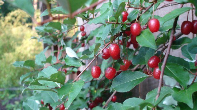 9 диковинных плодовых деревьев и кустарников для вашего сада 